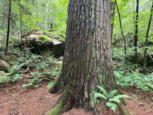 Old Growth Adirondack Spruce