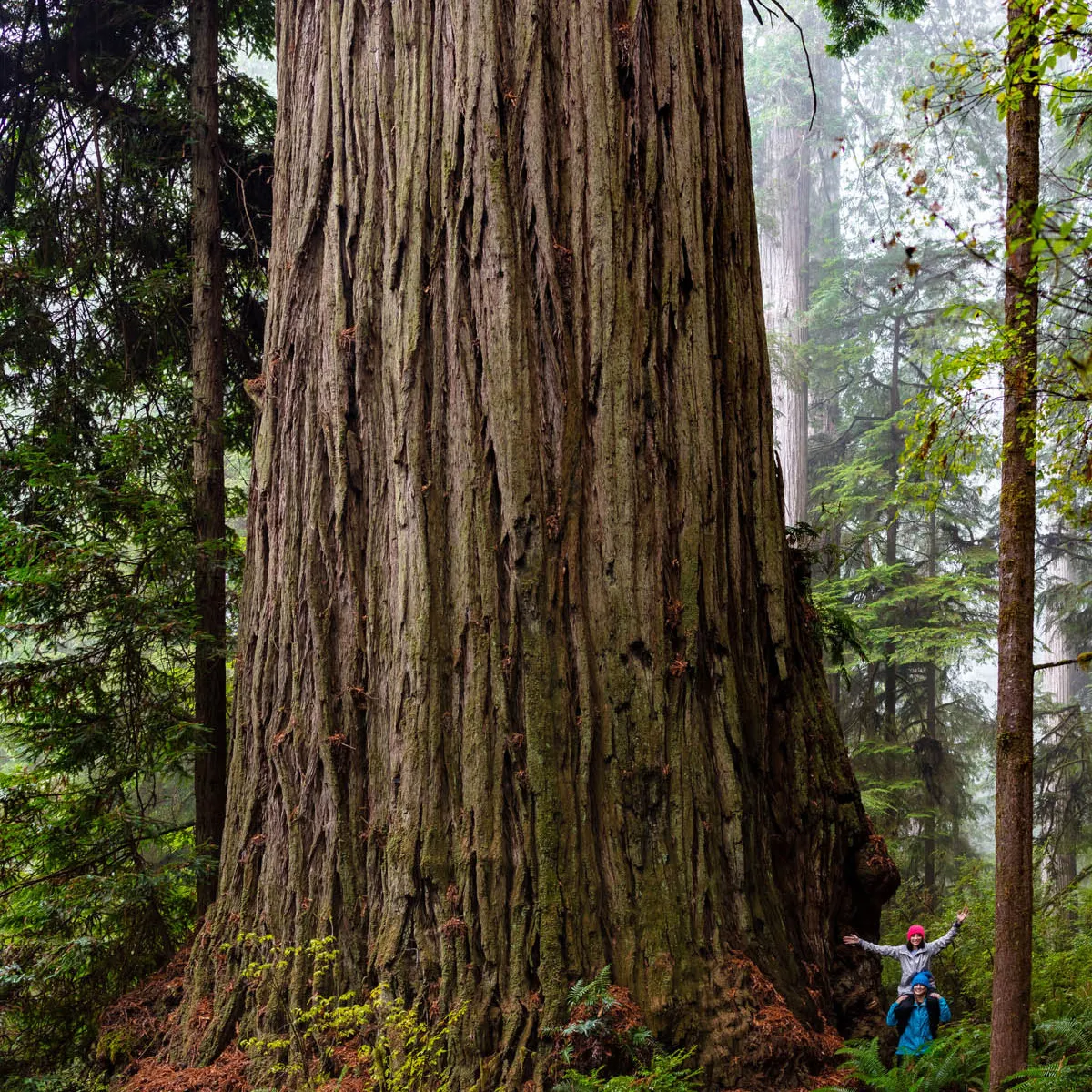 Sinker Redwood Tree